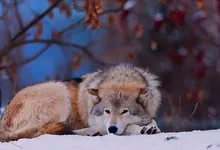 animals wolves 2560x1600 wallpaper Art HD Wallpaper